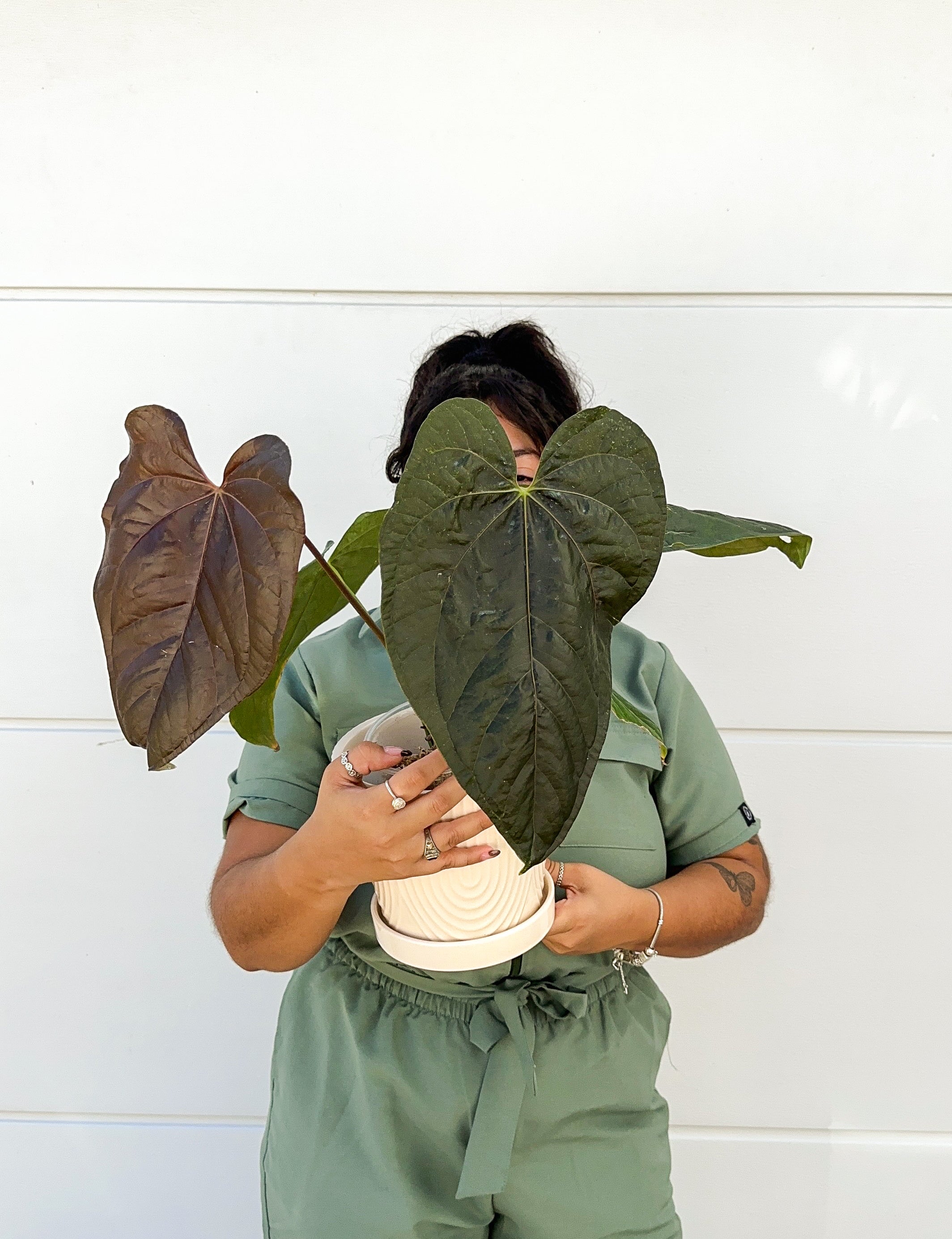 驚きの値段】 南米直輸入株☆Anthurium patriciae☆室内育成 その他